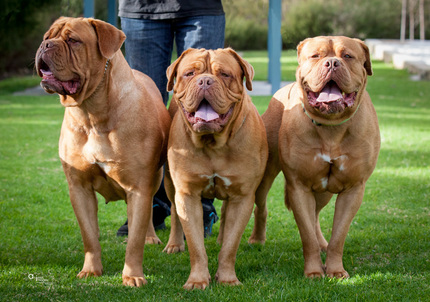 french mastiff dogs for sale